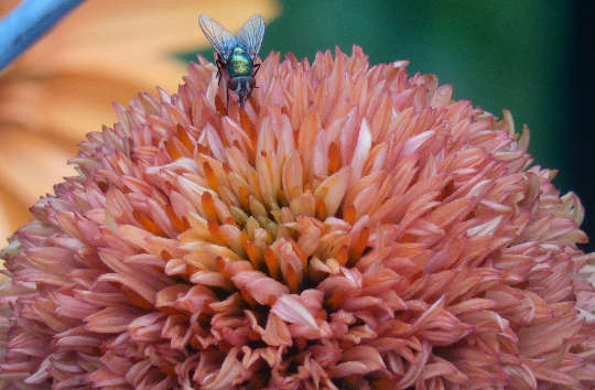Wildflower Apothecary: Summer Wildflower Apothecary: Summer